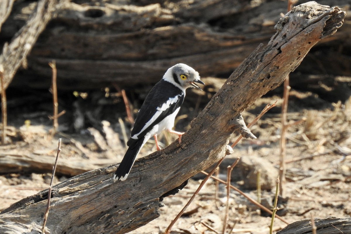 White-crested Helmetshrike (Yellow-eyed) - ML642987307