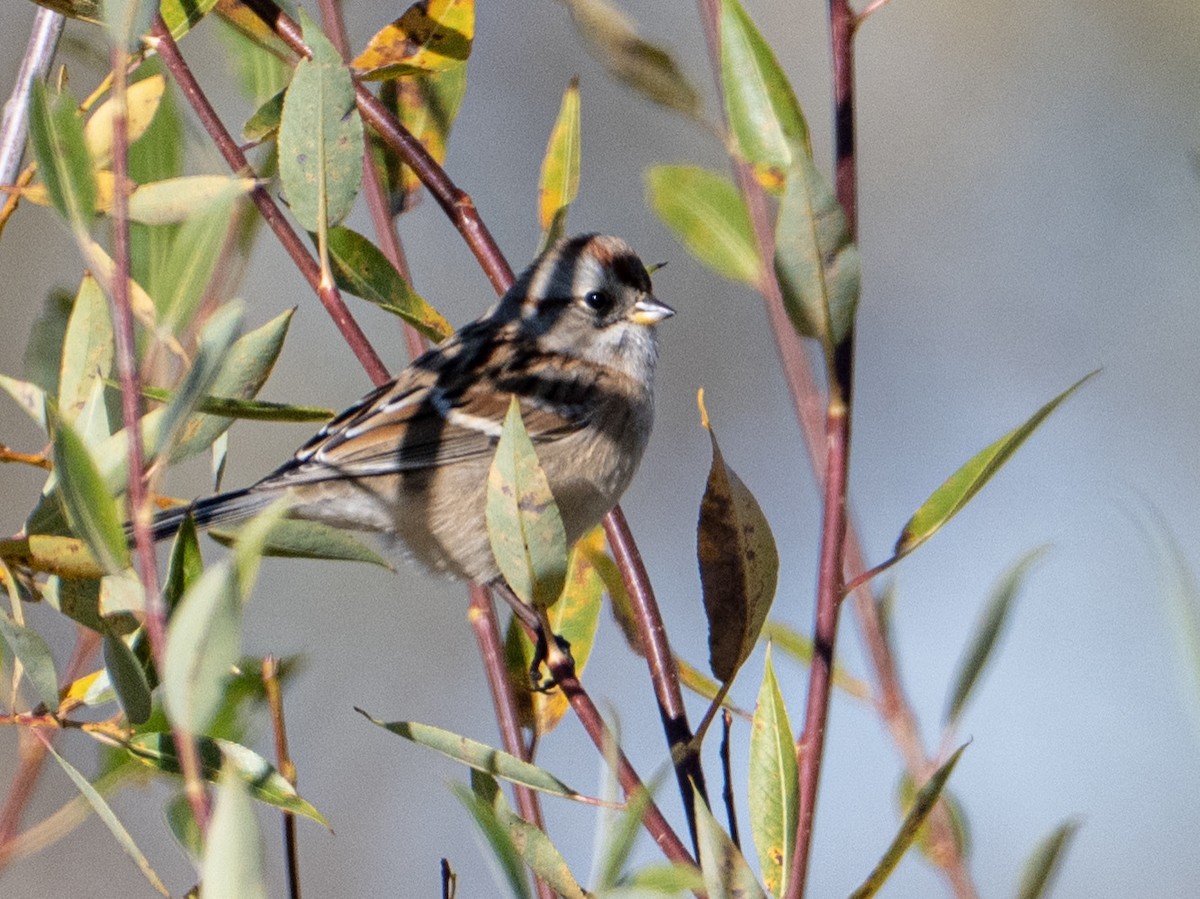 American Tree Sparrow - ML642987308