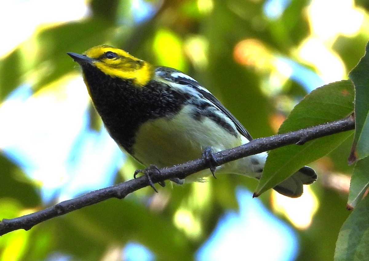 Black-throated Green Warbler - ML642987310