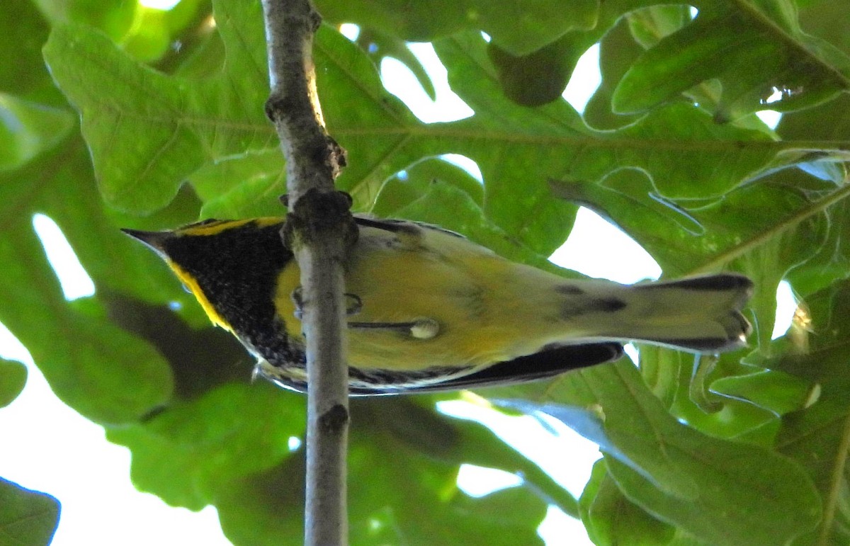 Black-throated Green Warbler - ML642987313