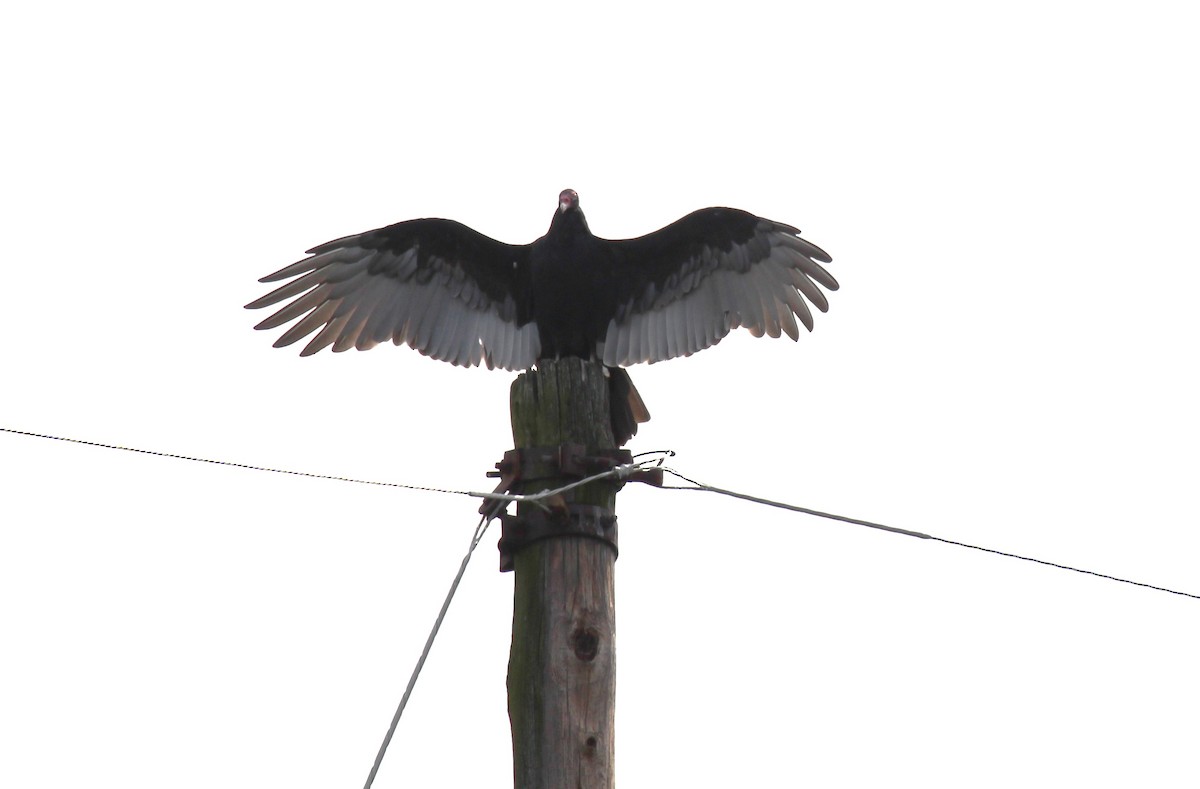 Turkey Vulture - ML642987314