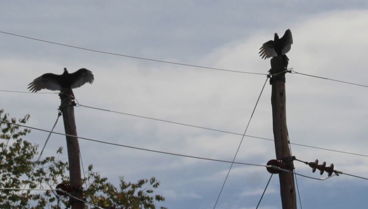 Turkey Vulture - ML642987315