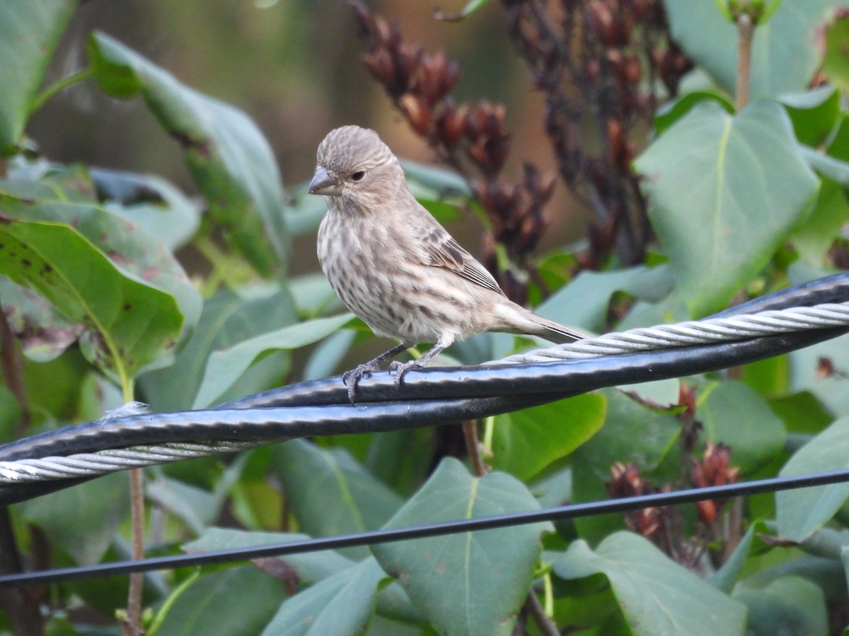 House Finch - ML642987317