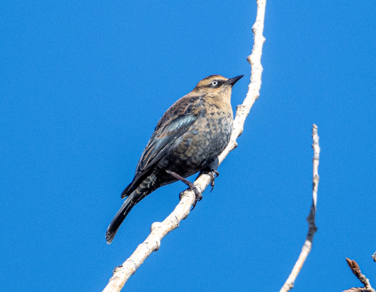 Rusty Blackbird - ML642987318