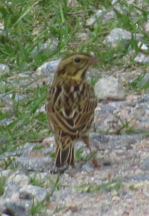 Savannah Sparrow - ML642987320