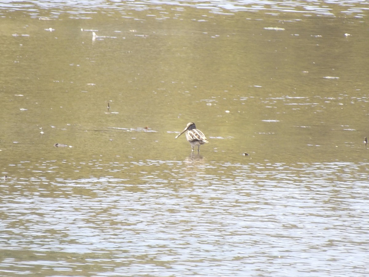 Wilson's Snipe - ML642987321