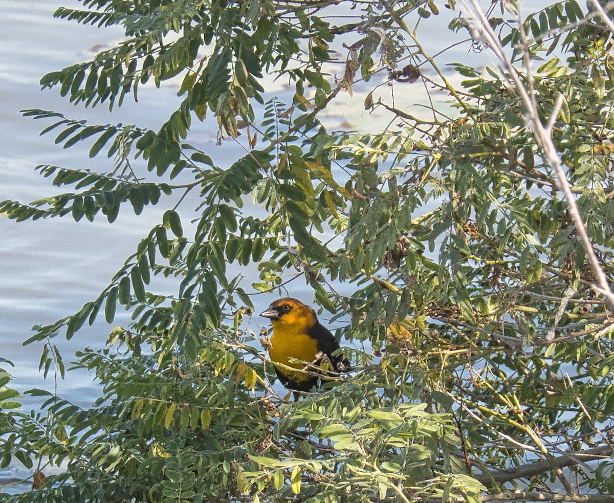Yellow-headed Blackbird - ML642987322