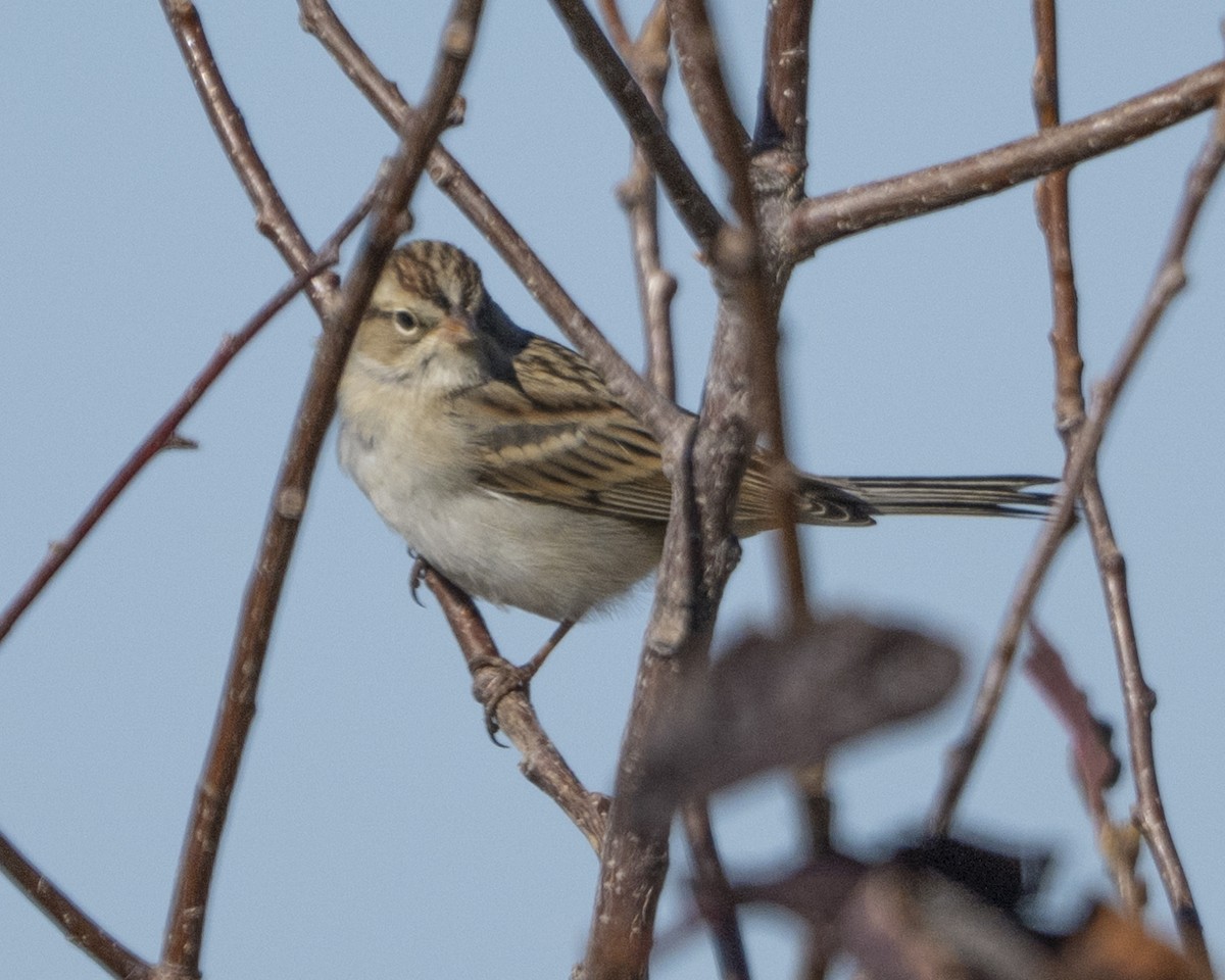 Chipping Sparrow - ML642987324