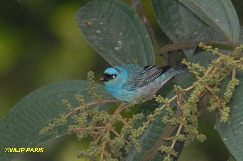 Golden-naped Tanager - ML642987325