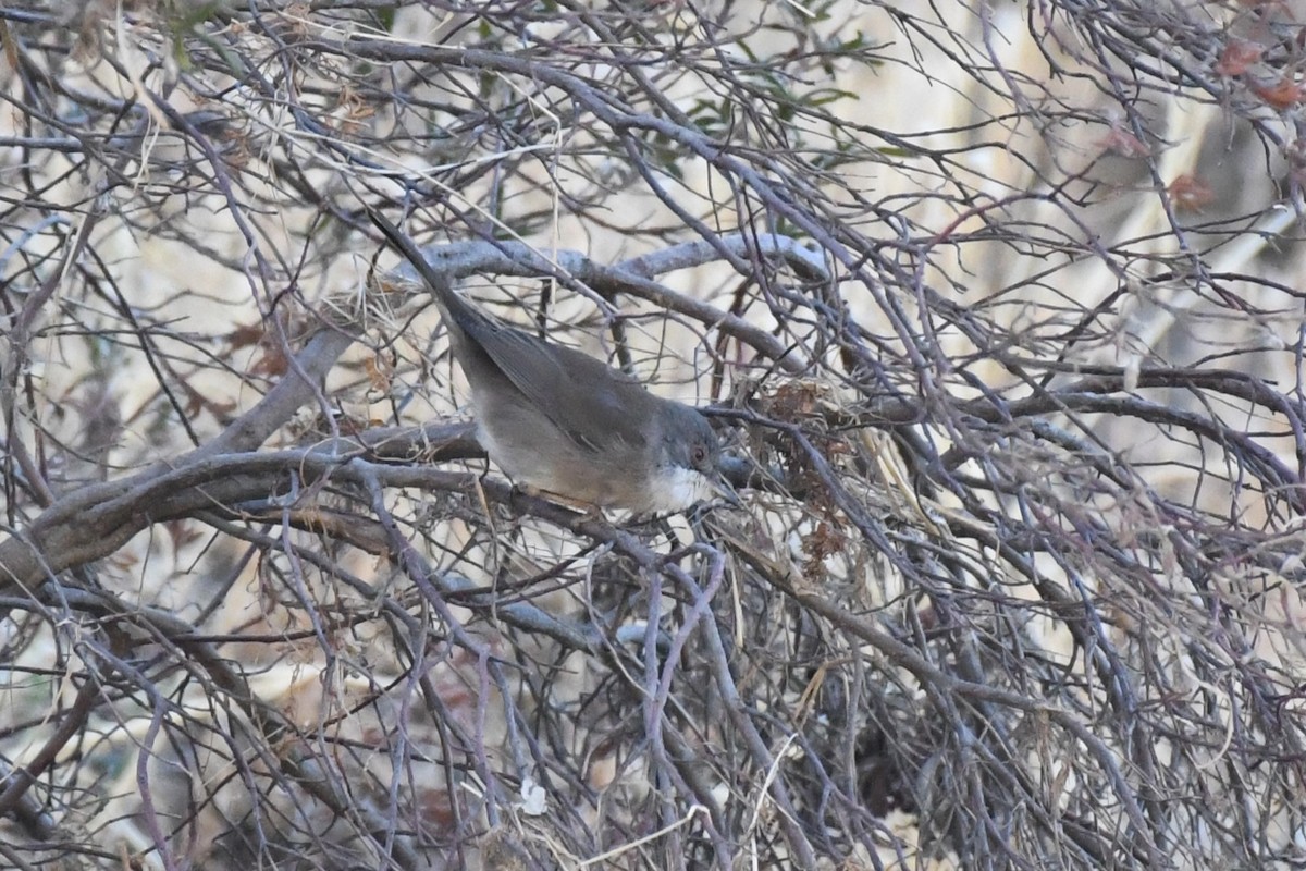 Sardinian Warbler - ML642987326