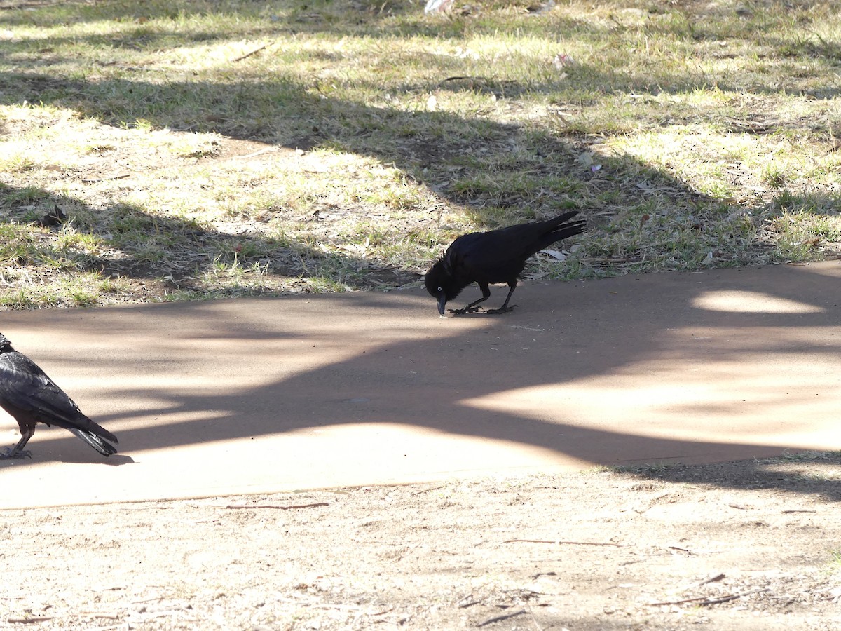 Torresian Crow - ML642987328