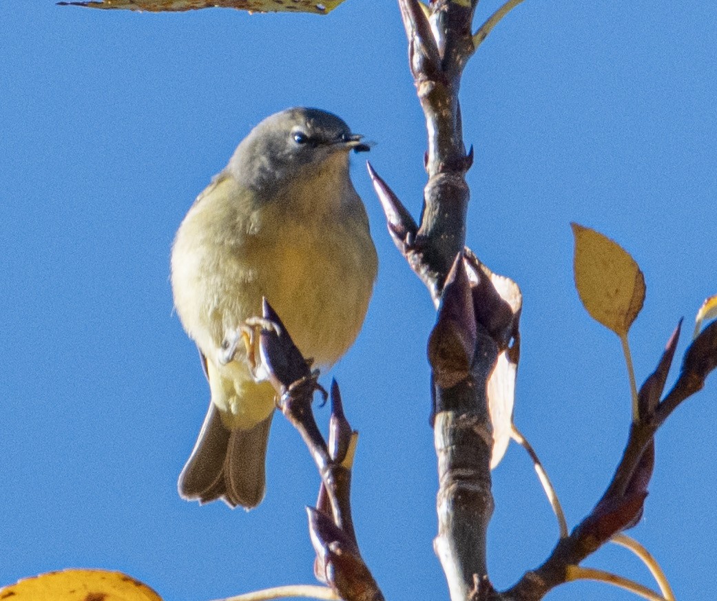 Orange-crowned Warbler - ML642987329