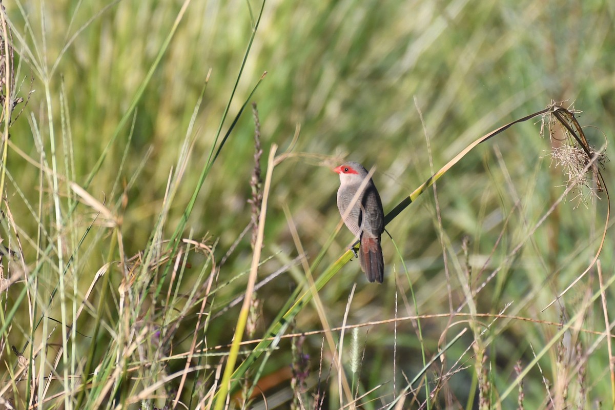 Common Waxbill - ML642987331