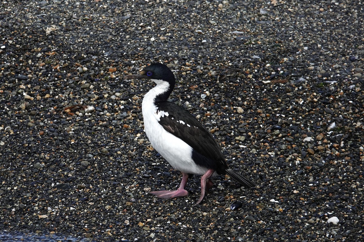 Imperial Cormorant - ML642987333