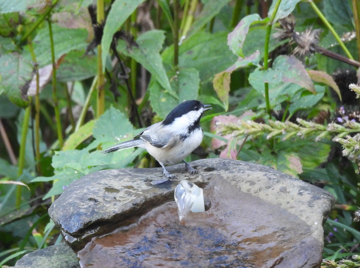 Black-capped Chickadee - ML642987334