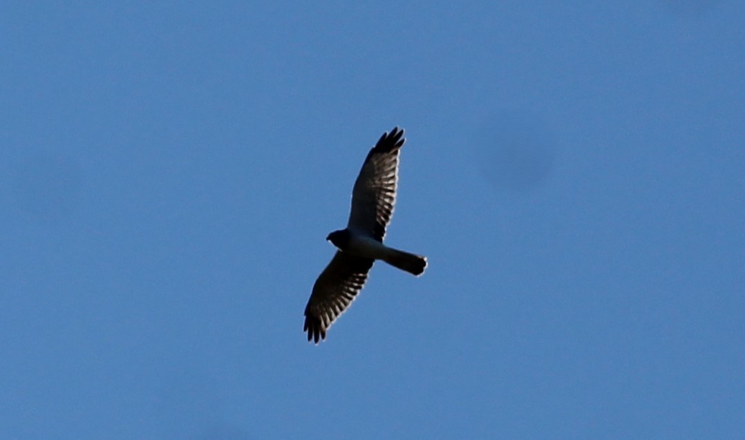 Northern Harrier - ML642987336
