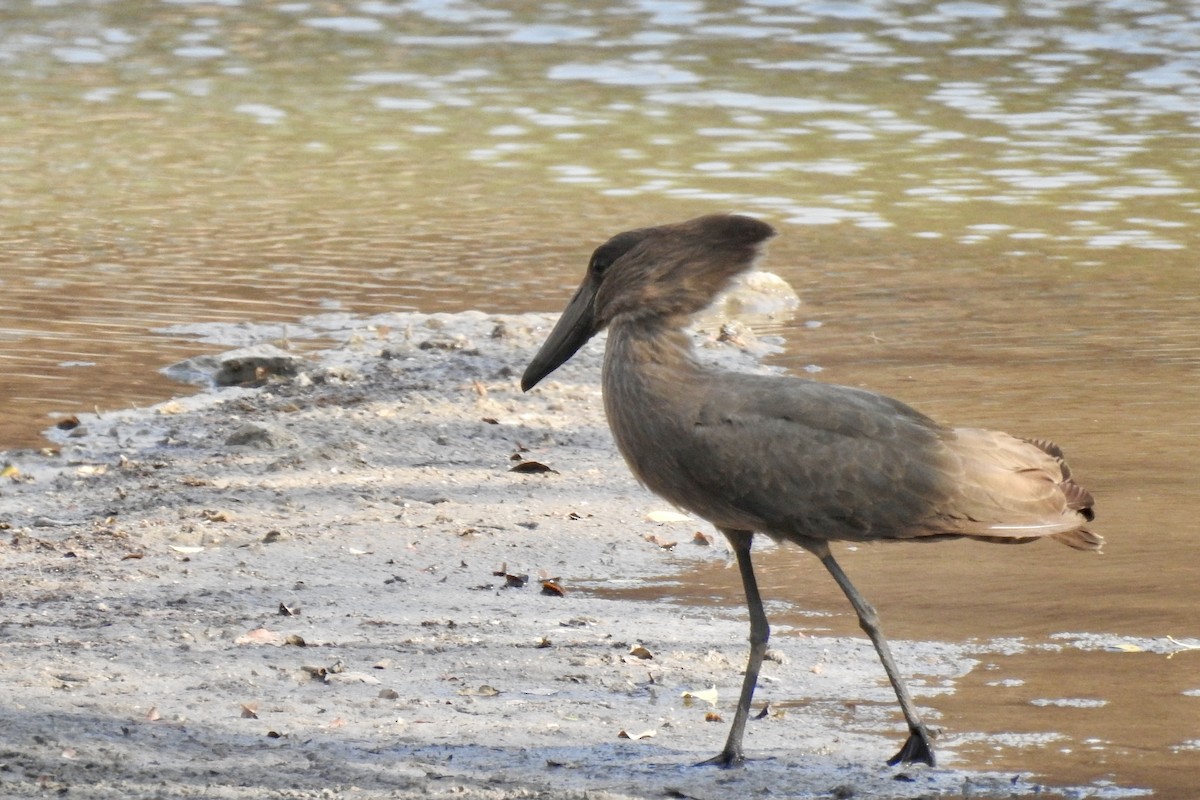 Hamerkop - ML642987337