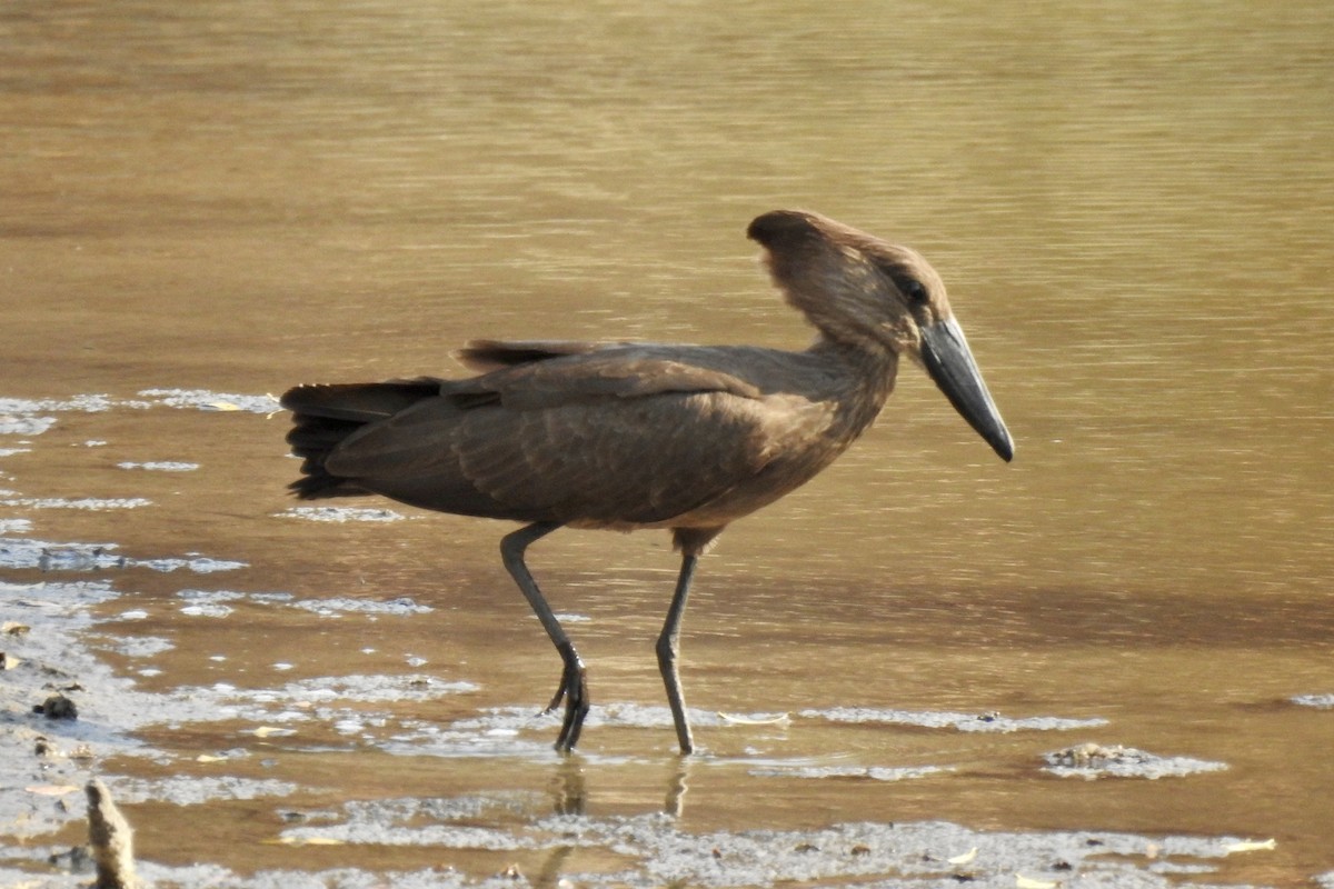 Hamerkop - ML642987338