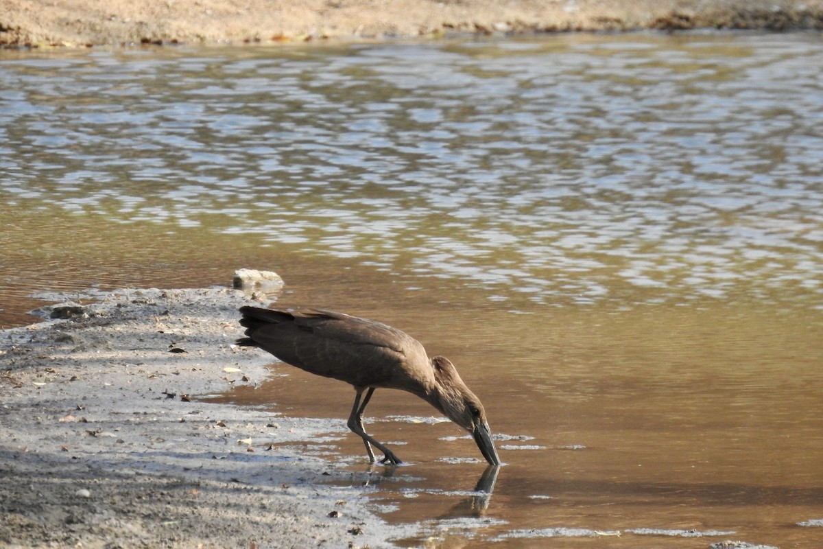 Hamerkop - ML642987339