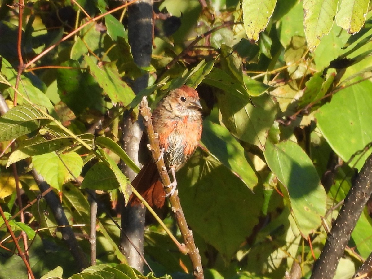Northern Cardinal - ML642987350