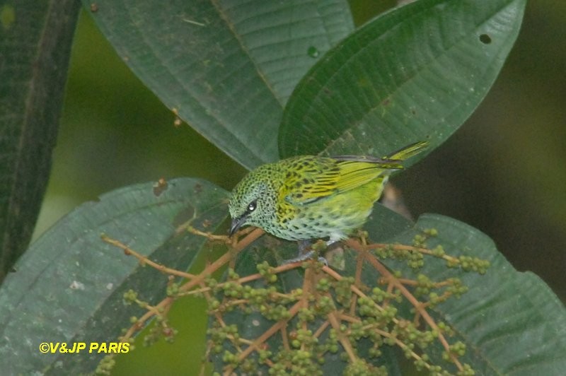 flekktanagar - ML642987358