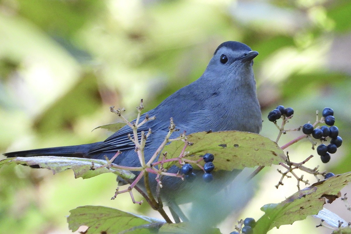 Gray Catbird - ML642987366