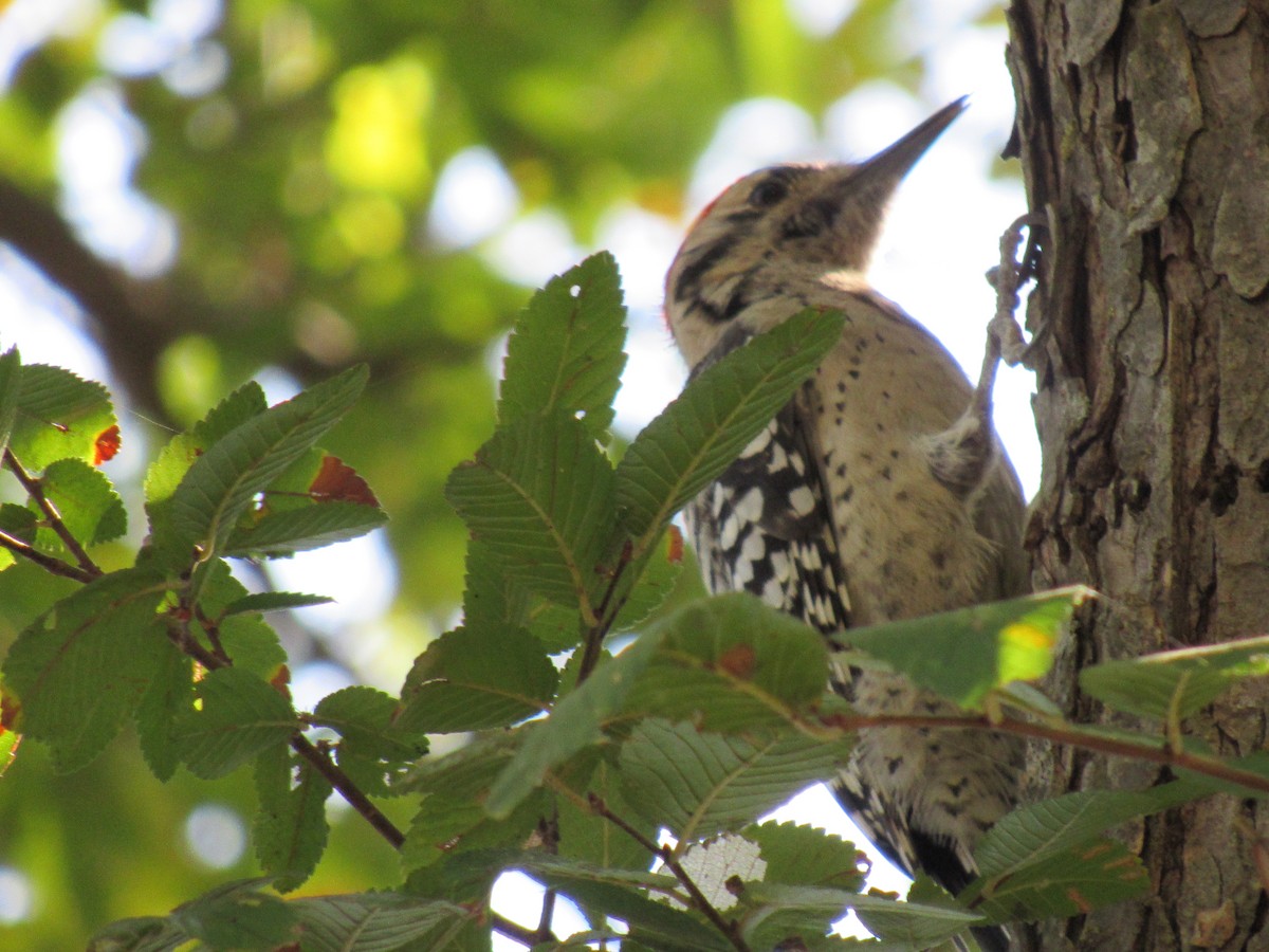 Ladder-backed Woodpecker - ML642987370