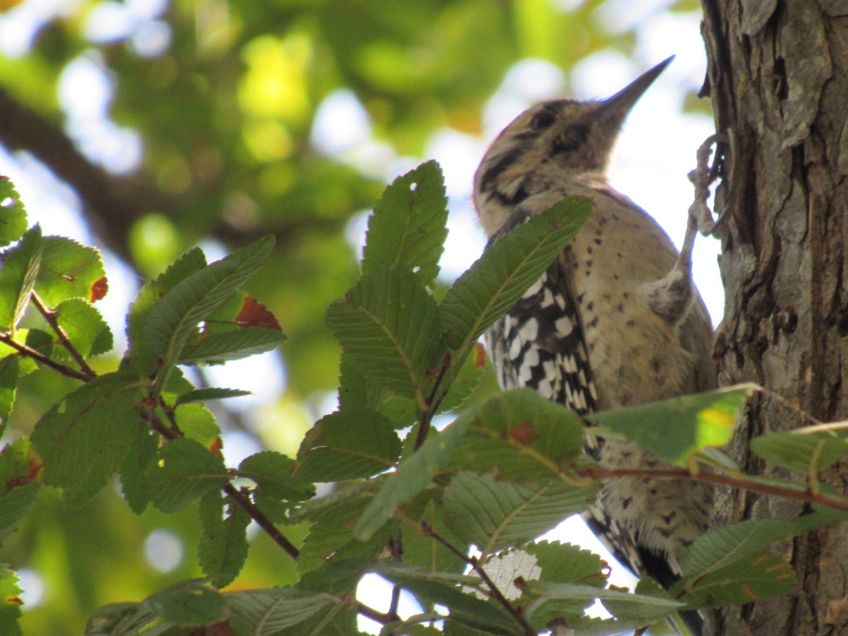 Ladder-backed Woodpecker - ML642987372