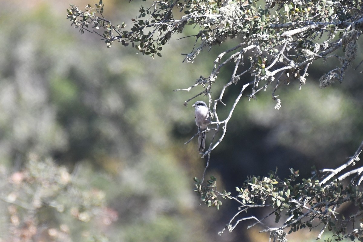 Iberian Gray Shrike - ML642987373