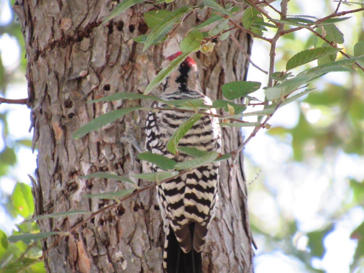 Ladder-backed Woodpecker - ML642987375