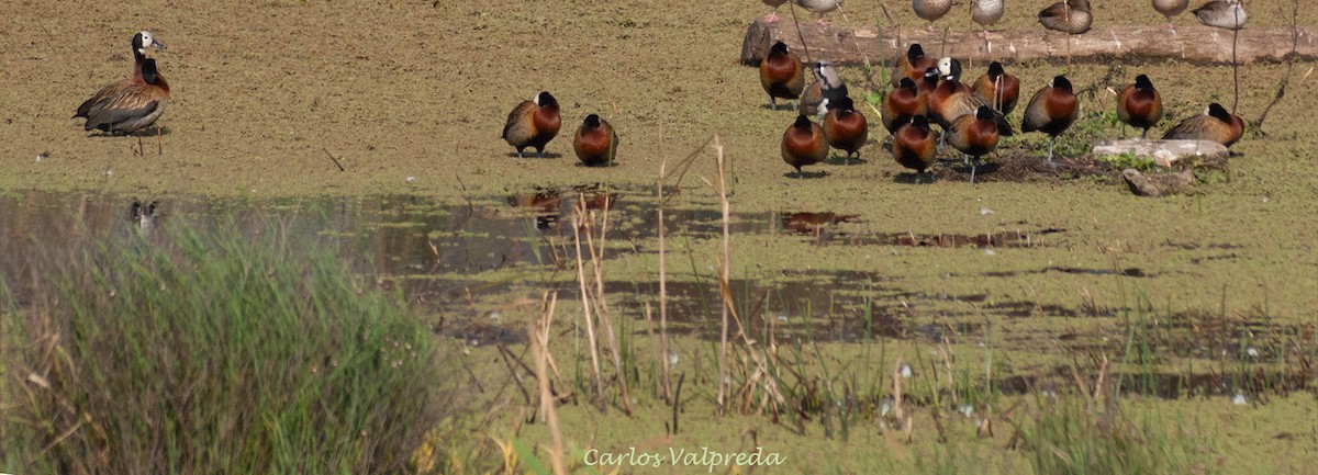 White-faced Whistling-Duck - ML642987377