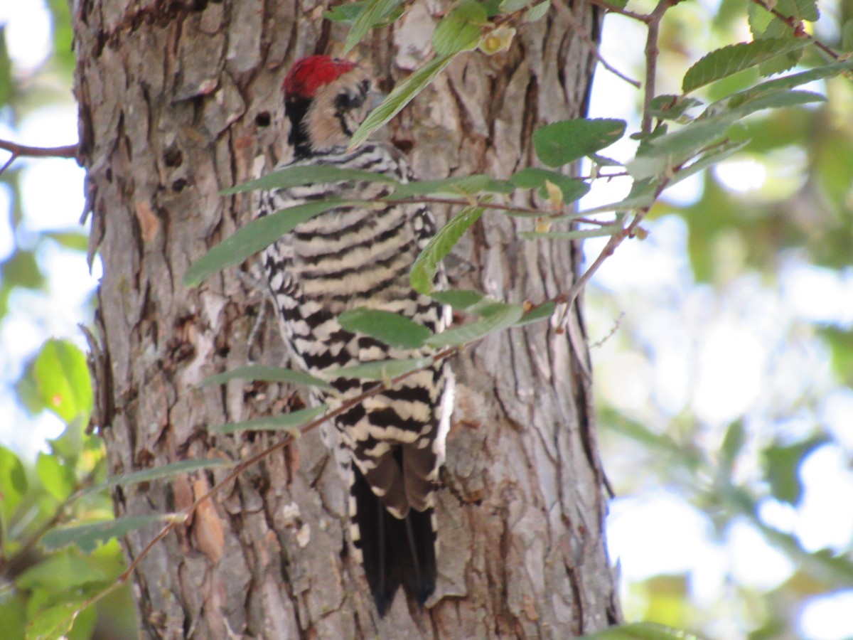 Ladder-backed Woodpecker - ML642987378