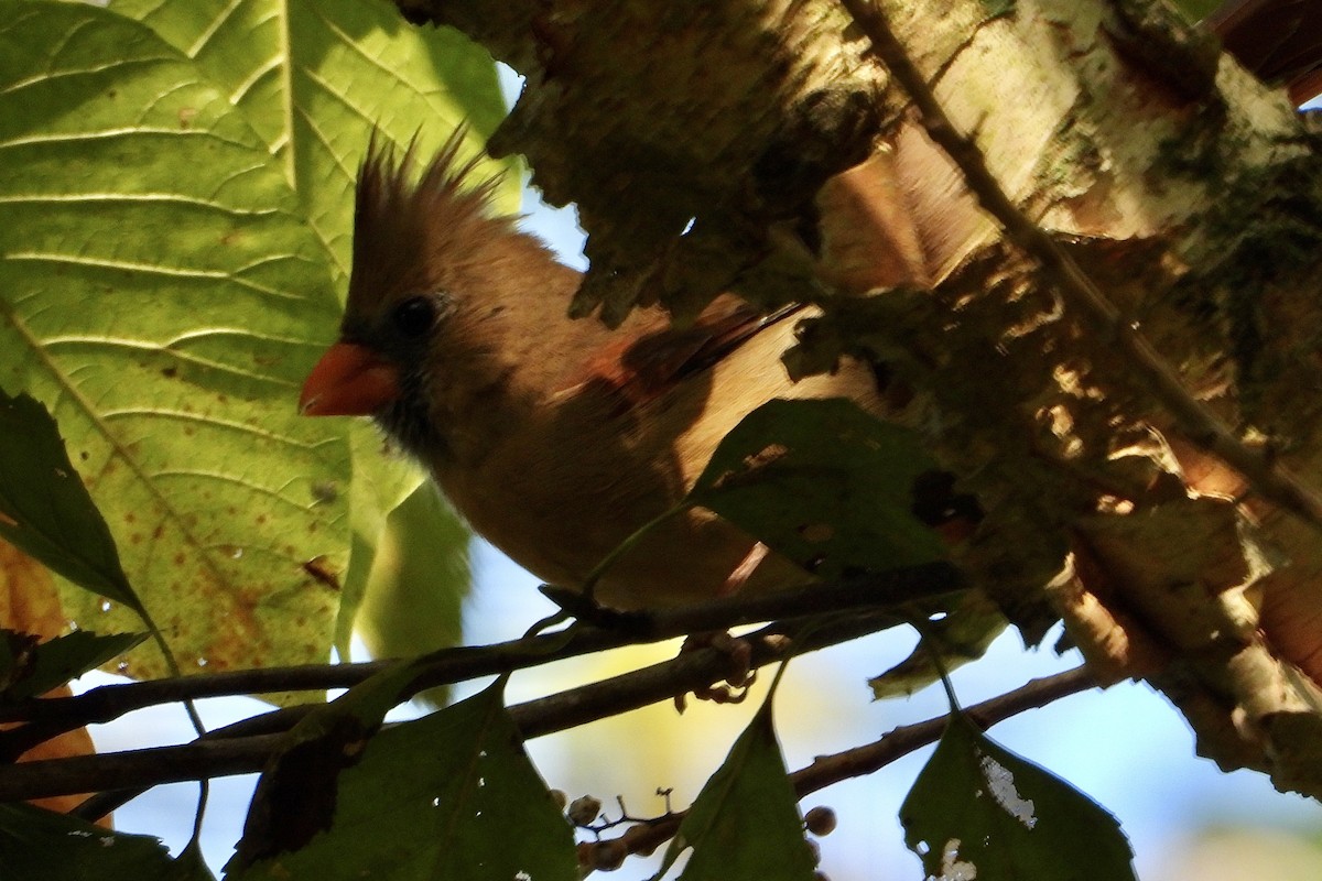 Northern Cardinal - ML642987379