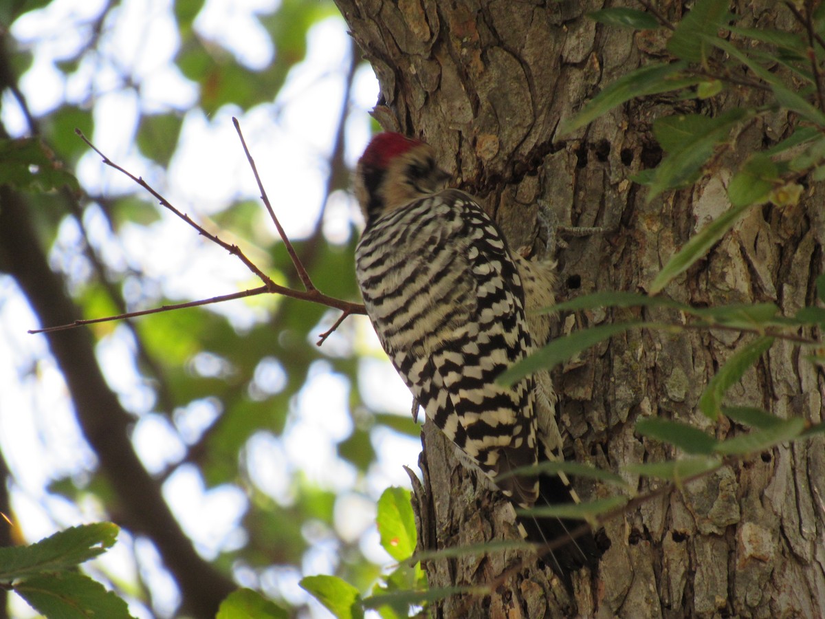 Ladder-backed Woodpecker - ML642987386