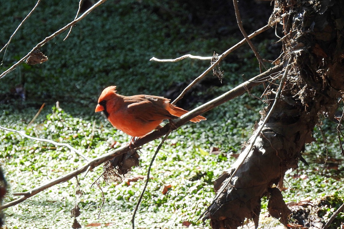 Northern Cardinal - ML642987388