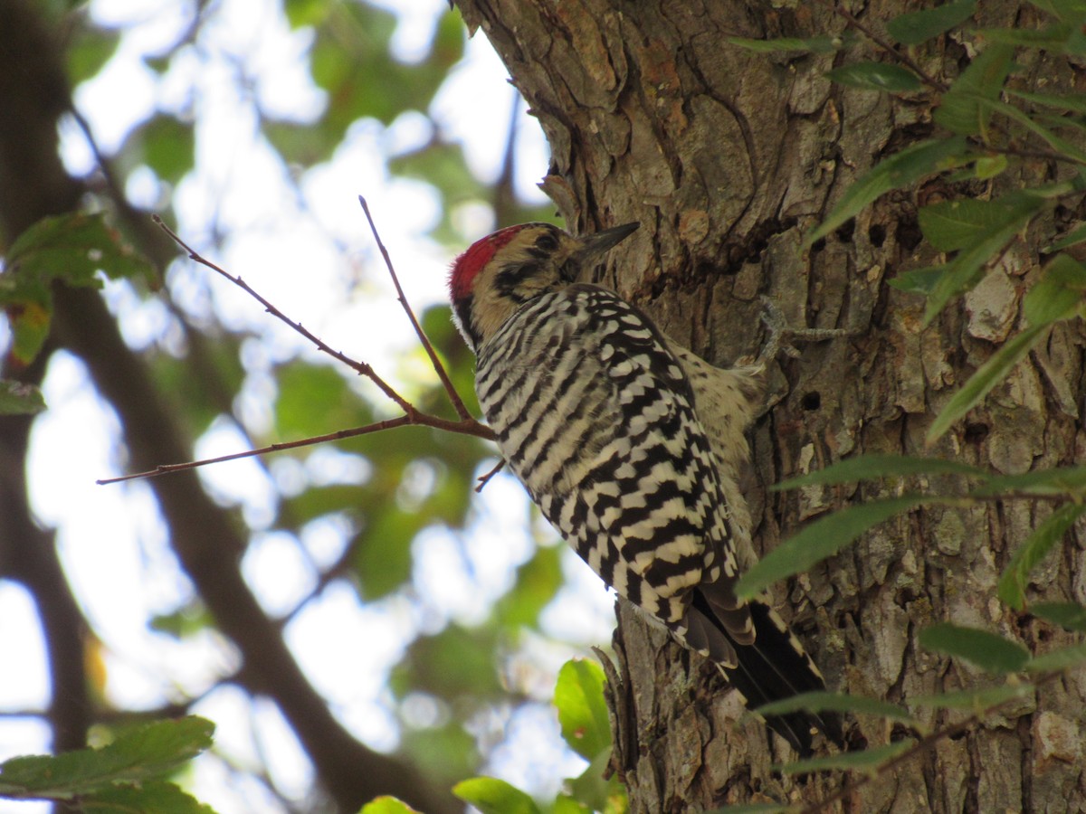 Ladder-backed Woodpecker - ML642987393