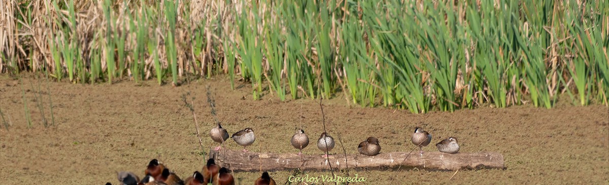 Ringed Teal - ML642987399