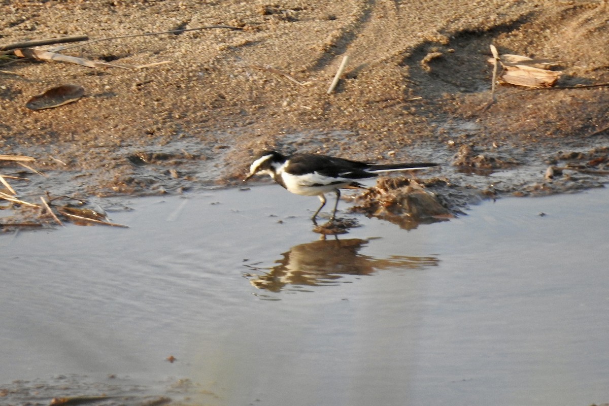 African Pied Wagtail - ML642987432