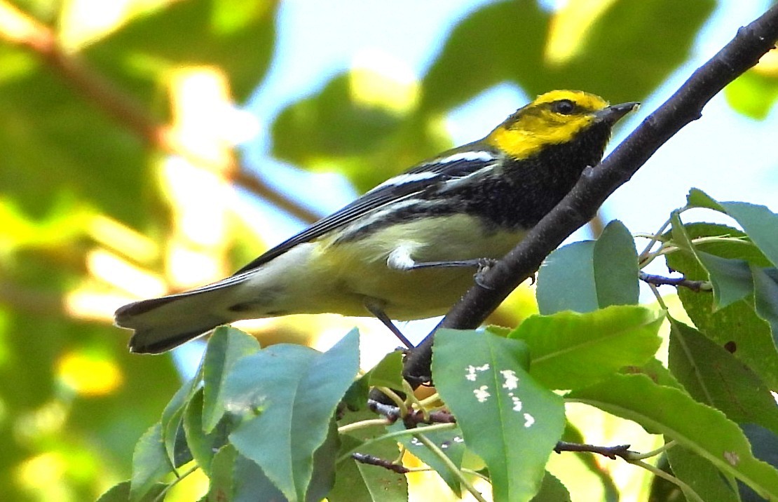 Grünmantel-Waldsänger - ML642987448