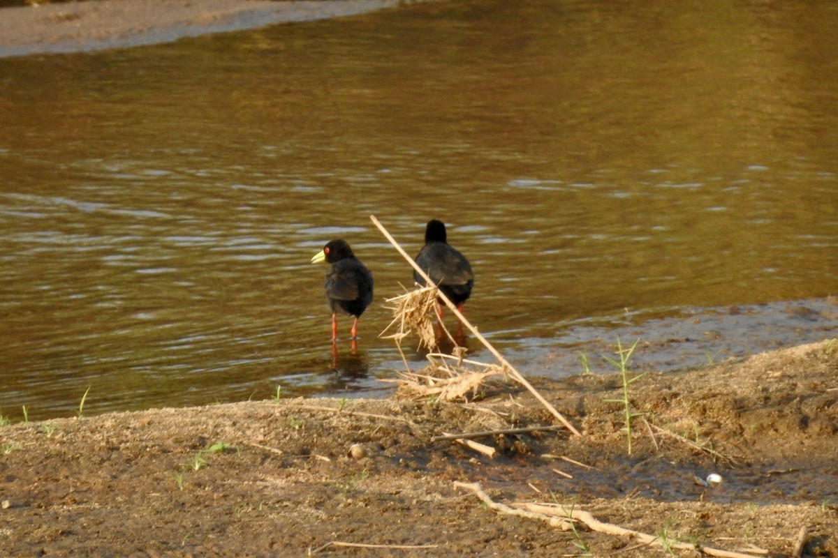 Black Crake - ML642987477