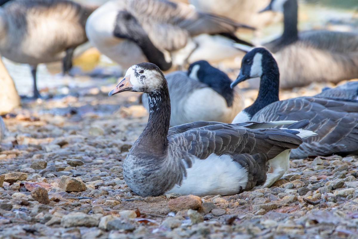 Graylag x Canada Goose (hybrid) - ML642987485