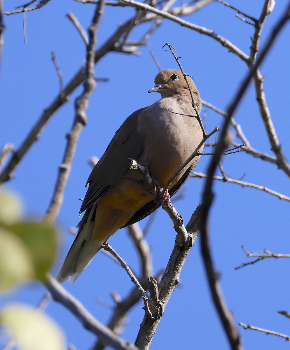 Mourning Dove - ML642987487
