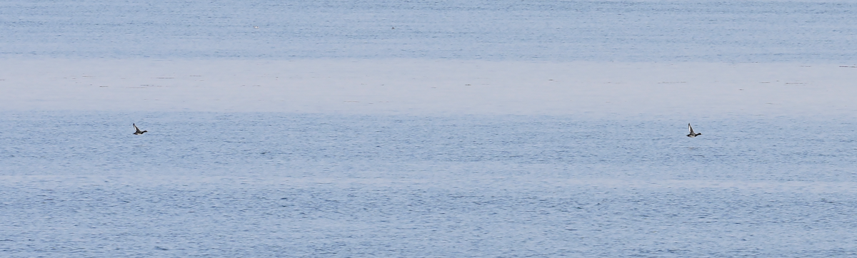 Greater Scaup - ML642987502