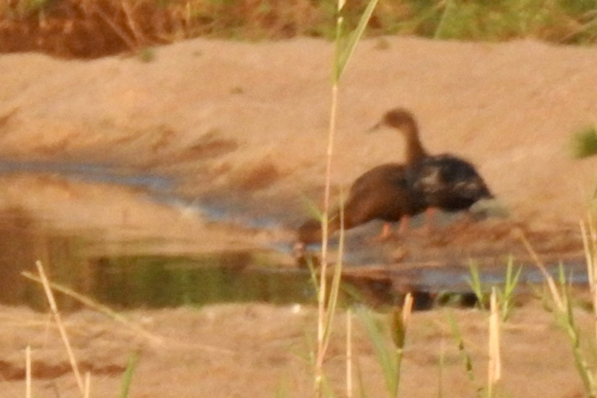 African Black Duck - ML642987503