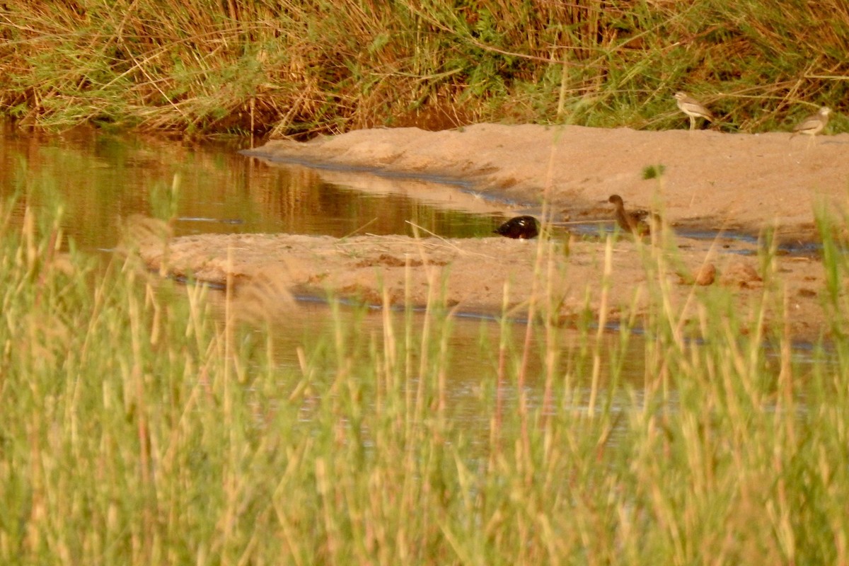 African Black Duck - ML642987504