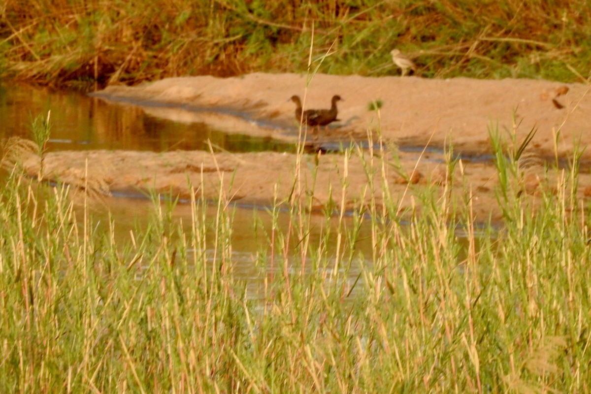 African Black Duck - ML642987505