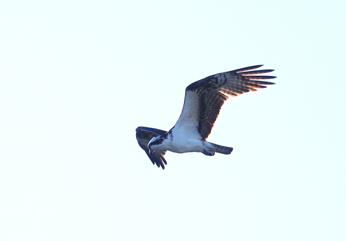 Osprey - ML642987507