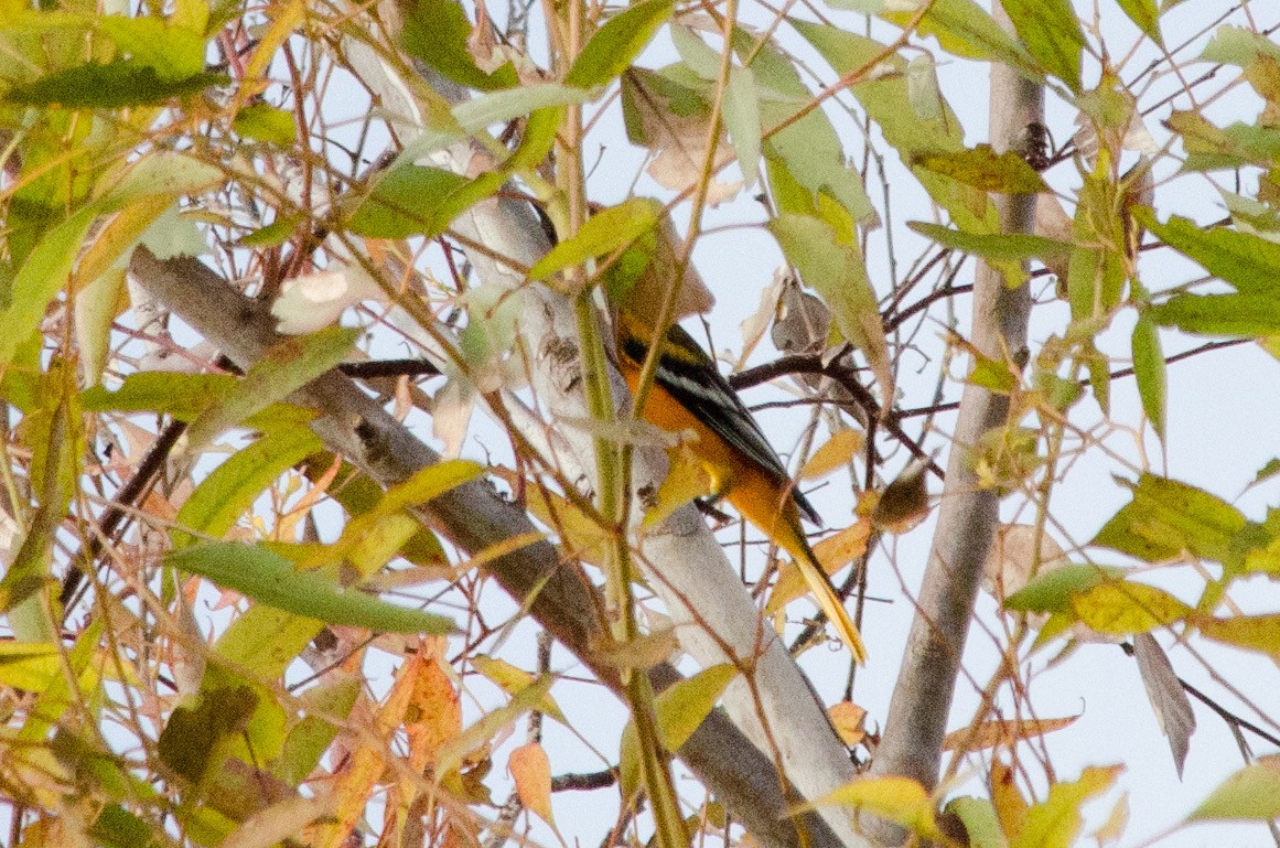Baltimore Oriole - ML642987513