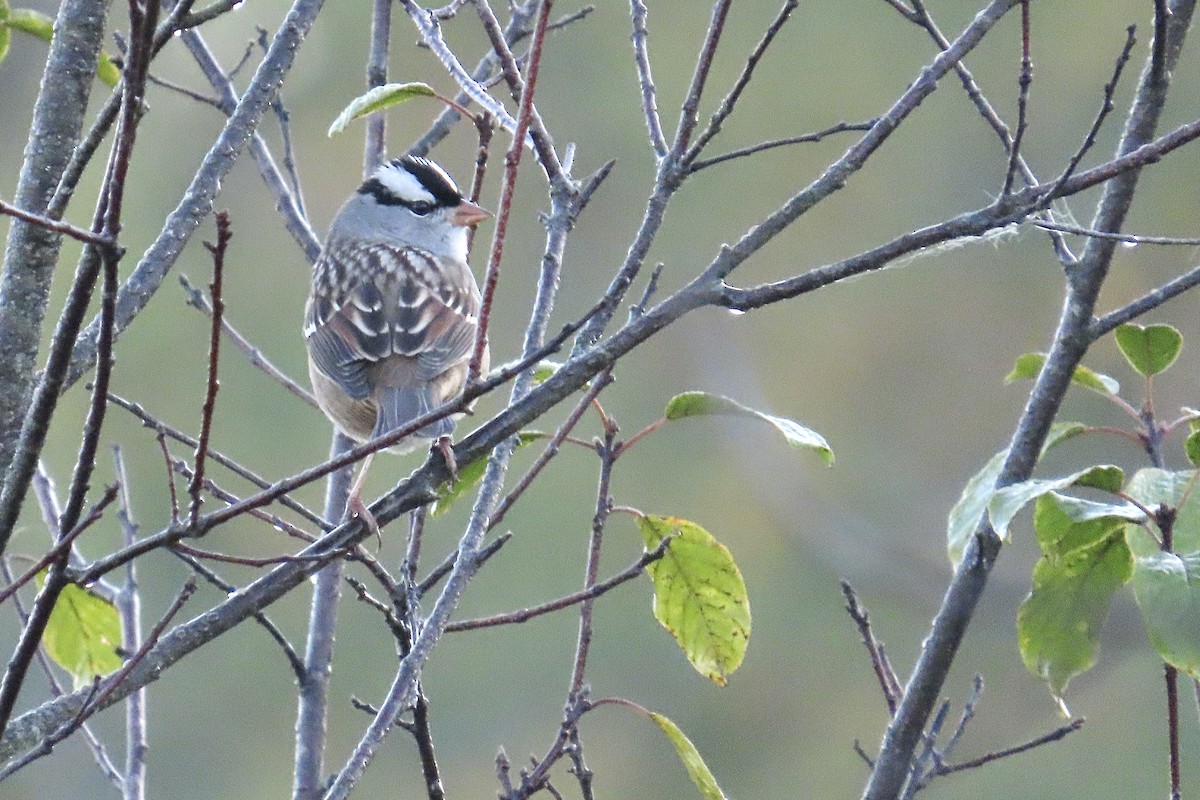 White-crowned Sparrow - ML642987536