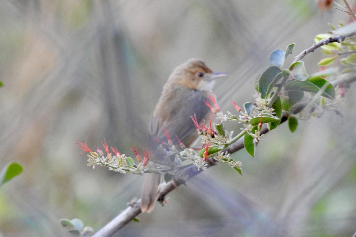 Red-faced Cisticola - ML642987550